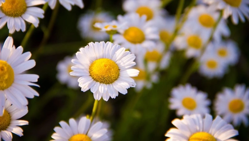 Народные приметы на 8 июля 2024: что строго нельзя делать в этот день