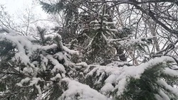 Прогноз погоды в Сахалинской области на 17 декабря: снег, гололедица и порывистый ветер