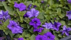 Южно-Сахалинск продолжают украшать цветами